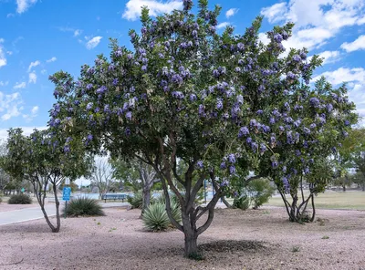 The gorgeous Texas Mountain Laurel in full bloom