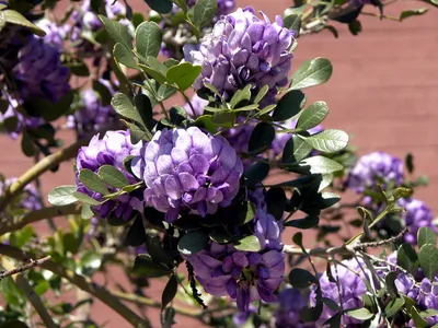 A captivating photo of Texas Mountain Laurel
