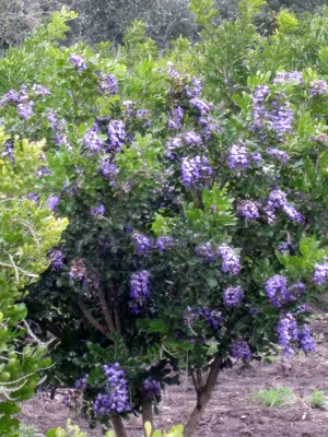 A striking image of Texas Mountain Laurel in nature