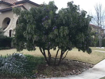 The stunning Texas Mountain Laurel in a picture