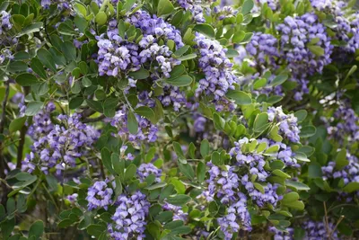 A captivating photo of Texas Mountain Laurel in its habitat