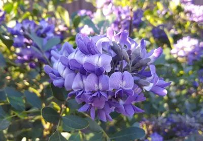 The beauty of Texas Mountain Laurel captured in an image