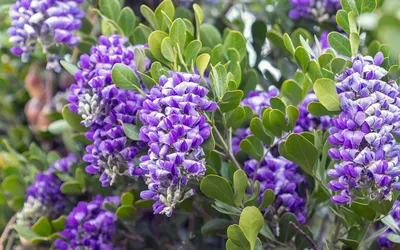 A picturesque Texas Mountain Laurel in bloom
