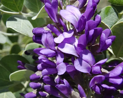 The vibrant colors of Texas Mountain Laurel in a photo