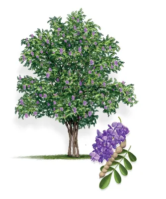 A breathtaking image of Texas Mountain Laurel in the wild