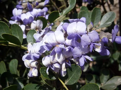 The beauty of Texas Mountain Laurel captured in a picture