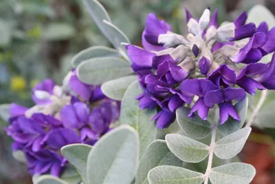The captivating Texas Mountain Laurel in a picture