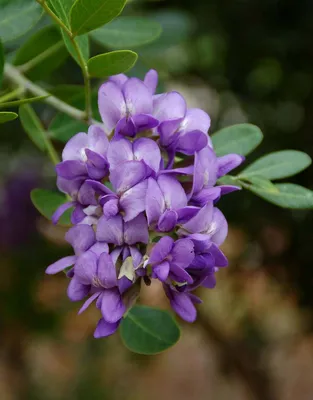 A mesmerizing photo of Texas Mountain Laurel in bloom