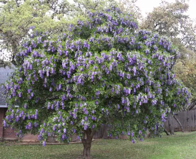 The enchanting Texas Mountain Laurel in full bloom