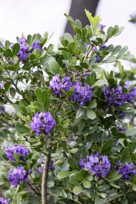 Admiring the colorful blooms of Texas Mountain Laurel