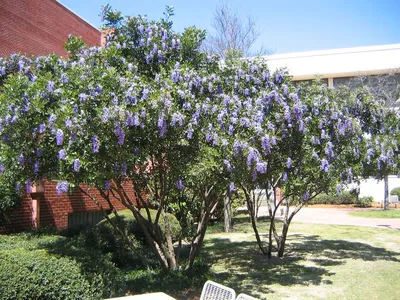 A striking image of Texas Mountain Laurel in its natural habitat