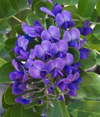 A beautiful photo of Texas Mountain Laurel with its unique foliage.