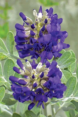 The Beauty of Texas Mountain Laurel: A Gorgeous Picture