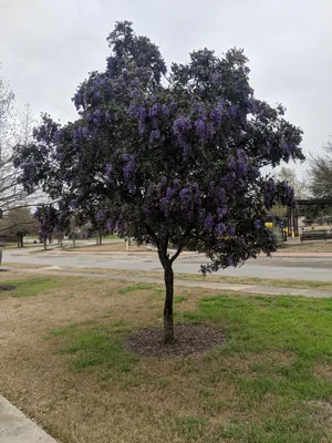 A Majestic Texas Mountain Laurel Tree: A Stunning Picture