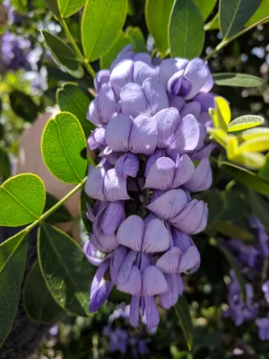 The alluring beauty of Texas Mountain Laurel