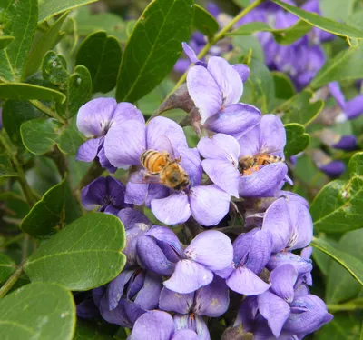 The Fragrant Texas Mountain Laurel Flower: An Aromatic Image