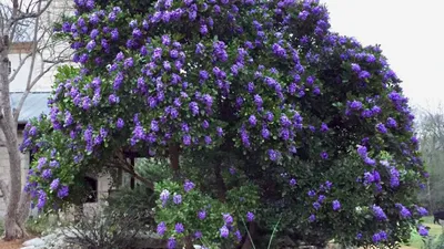 The Symbolic Texas Mountain Laurel Flower: An Inspiring Image