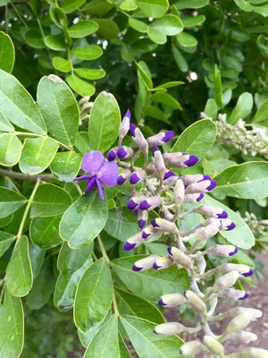 The Resilient Texas Mountain Laurel Tree: A Strong Picture