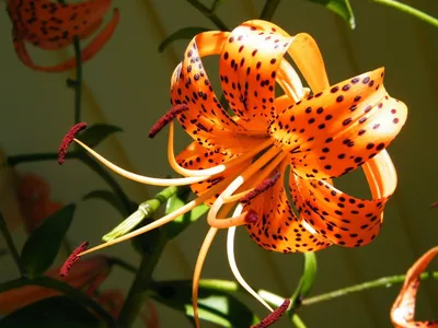 The Alluring Charm of the Tiger Flower
