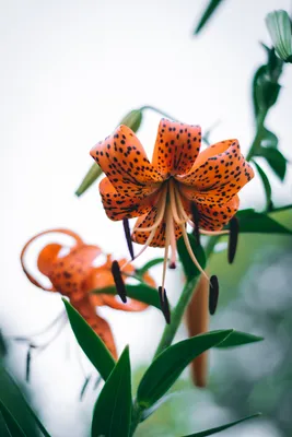 Stunning Tiger Lily in Full Bloom