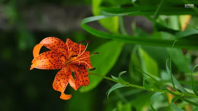 Exotic Tiger Lily: A Flower Worth Admiring