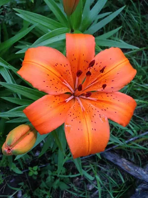 A Majestic Tiger Lily for Your Viewing Pleasure