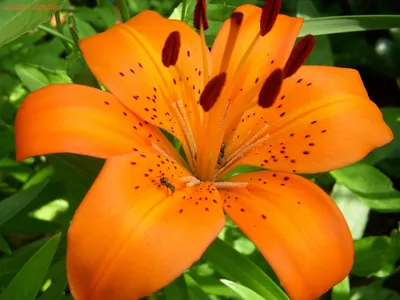 Up Close and Personal with a Tiger Lily