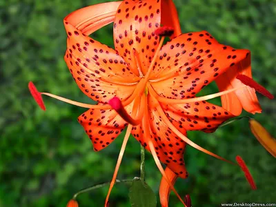 Tiger Lily: A Flower That Commands Attention