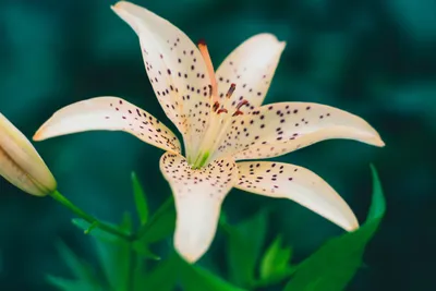 A Tiger Lily That Will Leave You Breathless