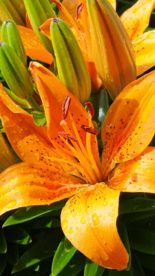 Tiger Lily: A Flower That Speaks Volumes