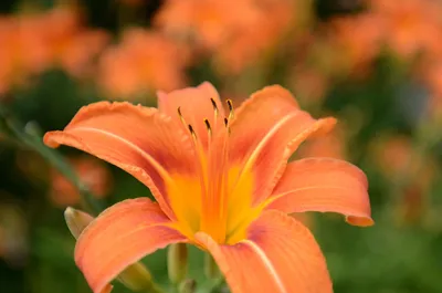 A Bright and Bold Tiger Lily to Brighten Your Day