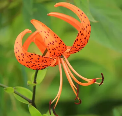Tiger Lily: The Epitome of Grace and Power