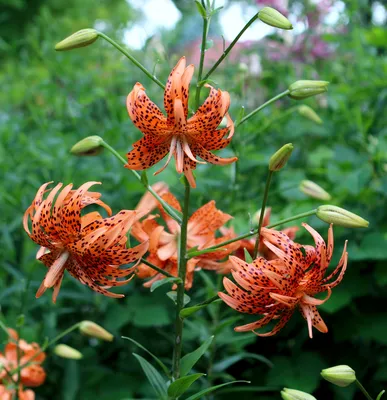 A Magnificent Tiger Lily That Will Leave You in Awe