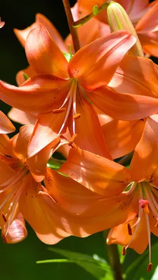 Tiger Lily: A Flower That Represents Prosperity