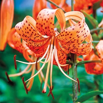 A Vibrant Tiger Lily to Light Up Your Day