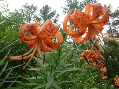 Tiger Lily: A Flower That Exudes Confidence