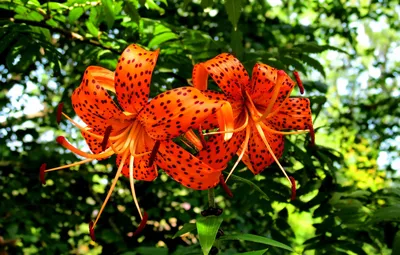 A Timeless Beauty: The Tiger Lily