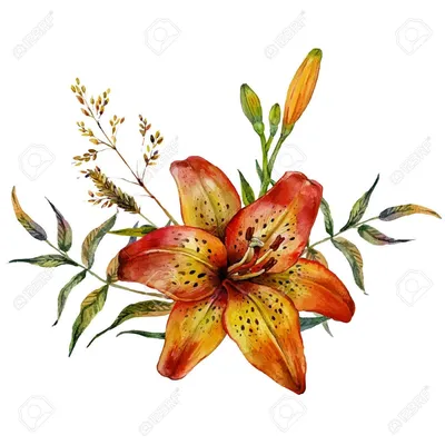 A Fiery Tiger Lily to Spice Up Your Garden