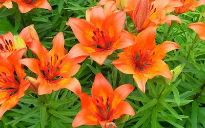 Tiger Lily: A Symbol of Strength and Beauty