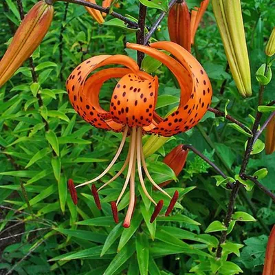 A Tiger Lily That Will Leave You Feeling Empowered
