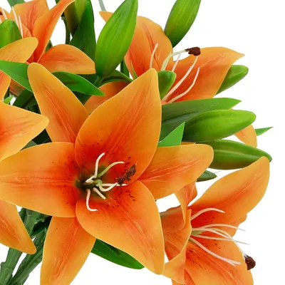 Tiger Lily: A Flower That Embodies the Spirit of the Wild