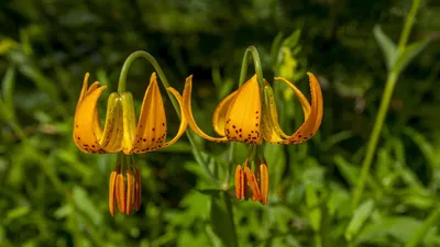 Majestic Tiger Lily in full bloom