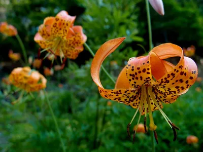 Beautiful Tiger Lily flower