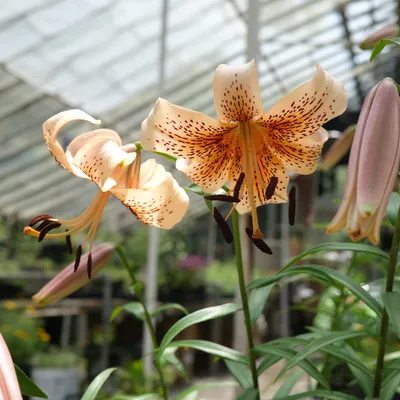An image of the exotic Tiger Lily
