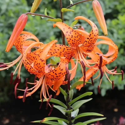 Picture perfect Tiger Lily in the garden