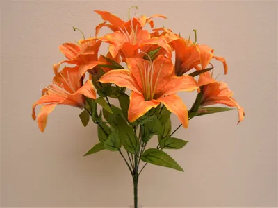 The striking Tiger Lily in all its glory