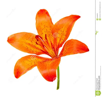 The allure of the Tiger Lily in a photo