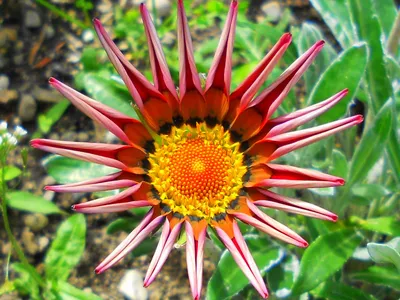 The Treasure Flower: A Colorful and Eye-Catching Addition to Your Garden