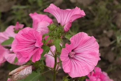 The Majestic Tree Mallow: A Captivating Flower