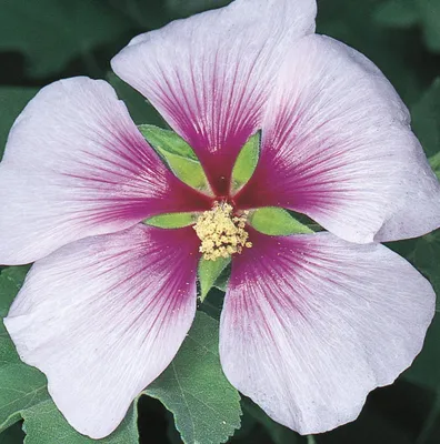The Tree Mallow: A Picture-Perfect Flower to Admire